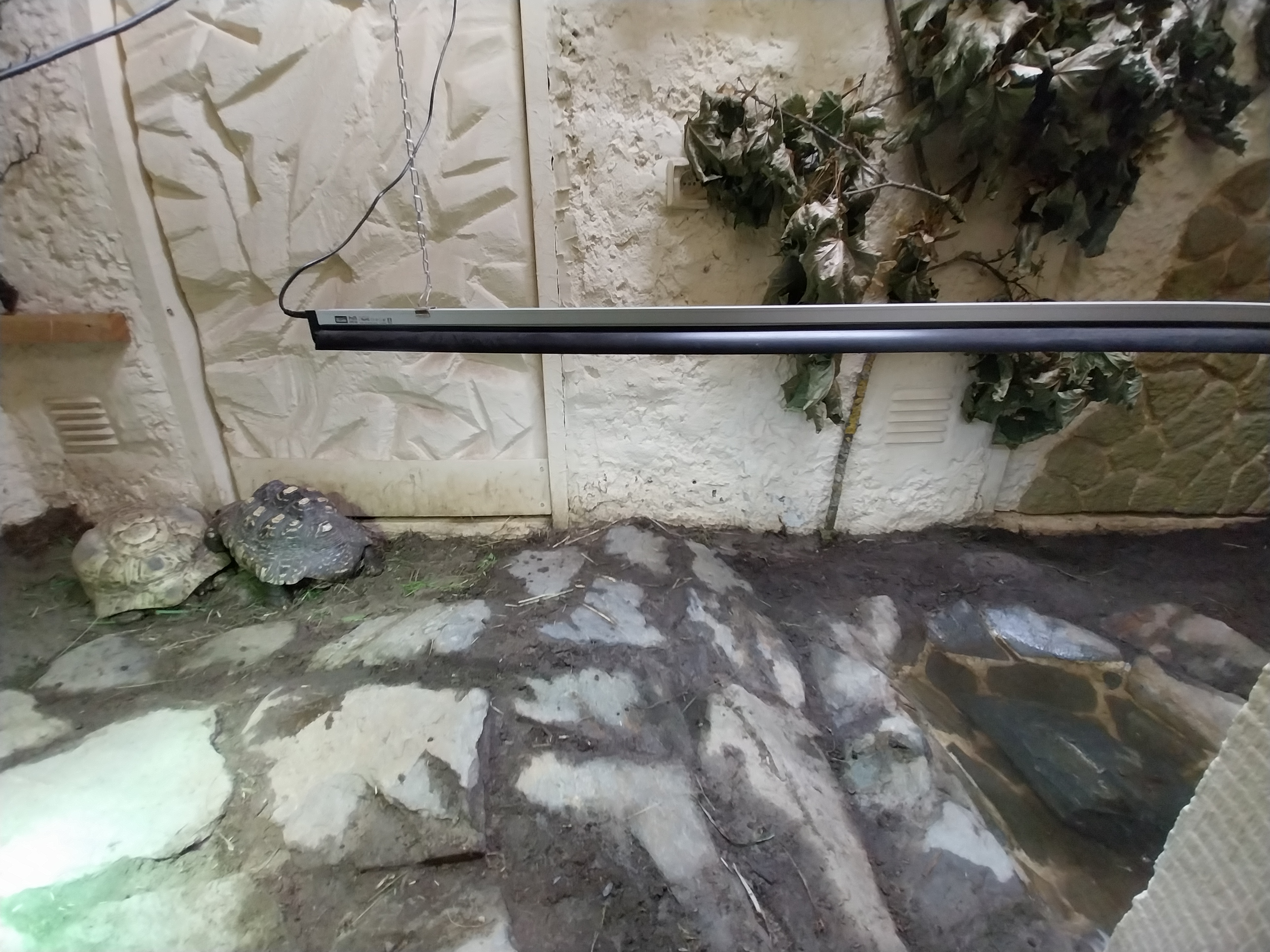 Bird & Reptile House - Middle wing - Terrarium 5+6