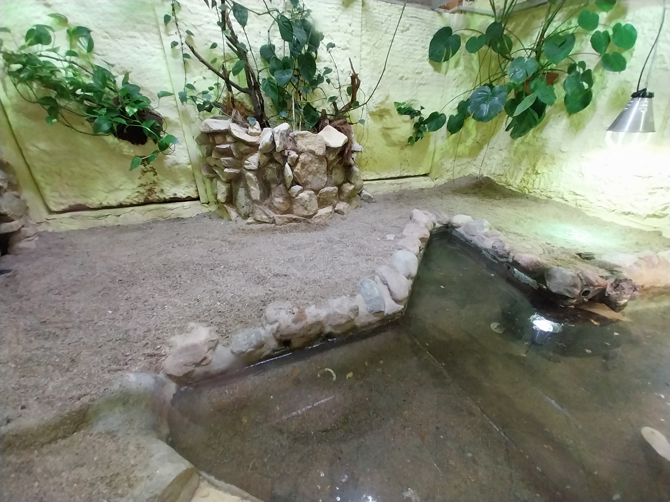 Bird & Reptile House - Middle wing - Terrarium 9