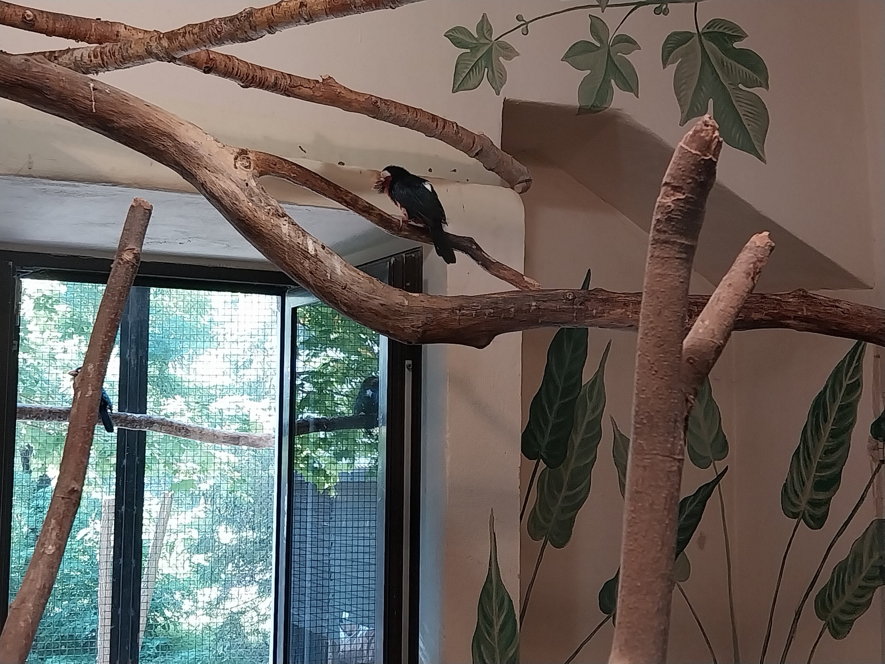 Bird & Reptile House - Right wing - Aviary 2