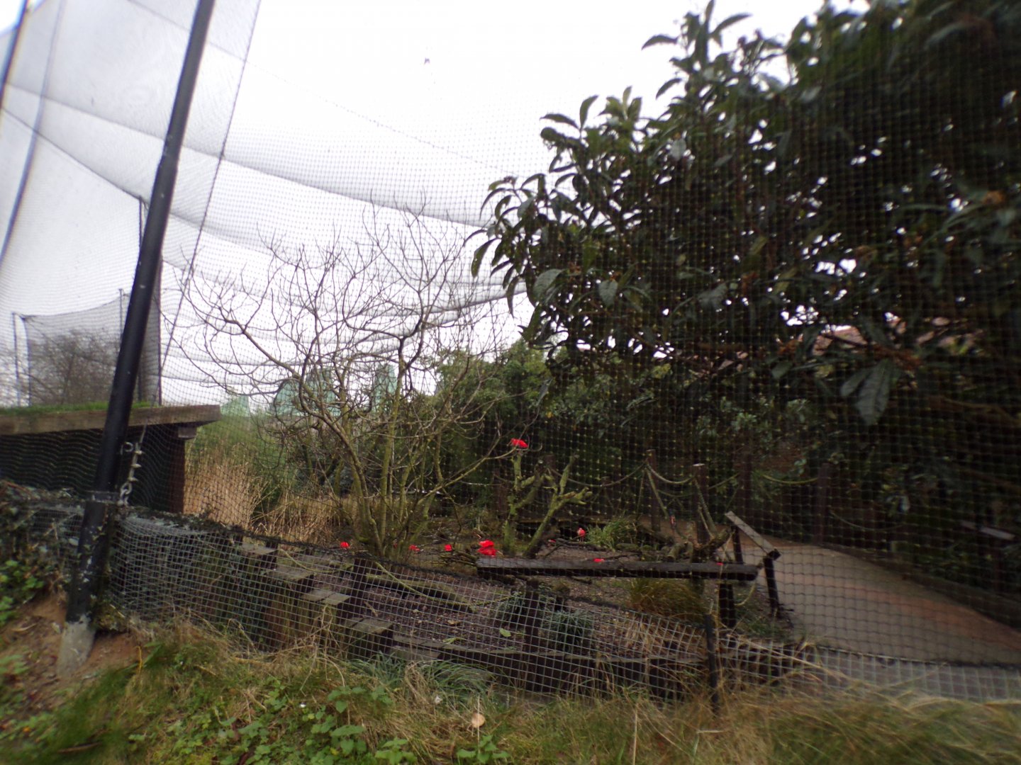 Bird safari aviary 11.2.25