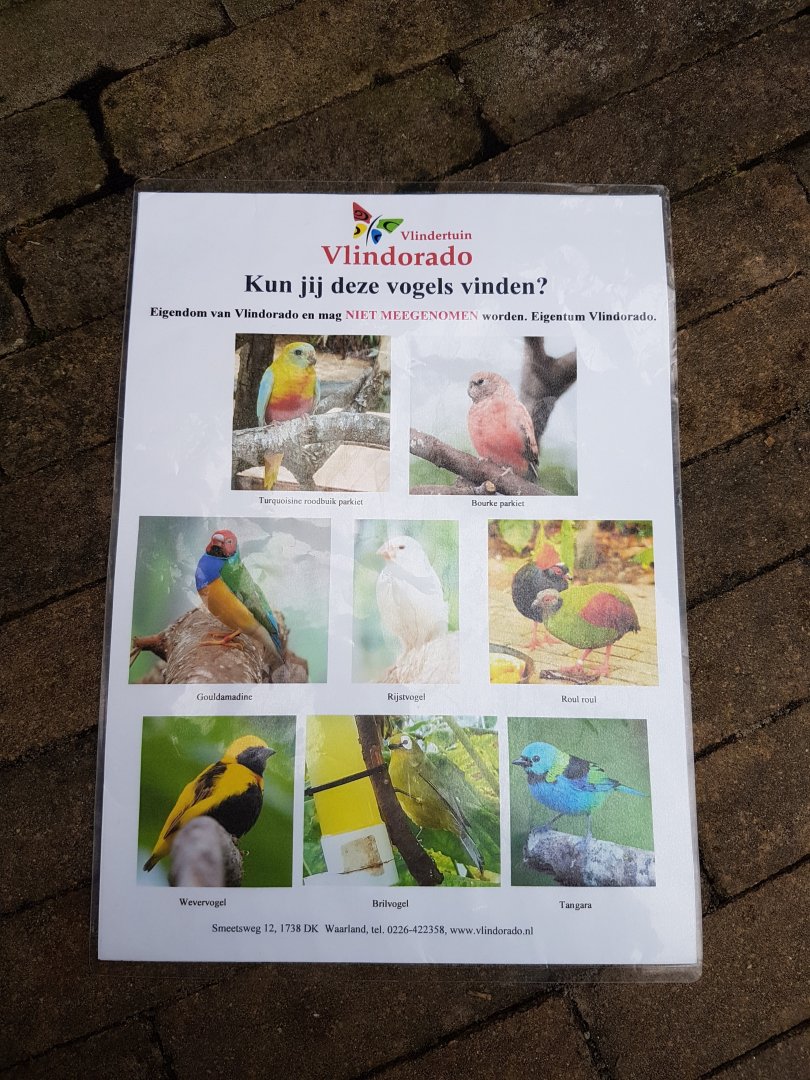 Bird-search card
