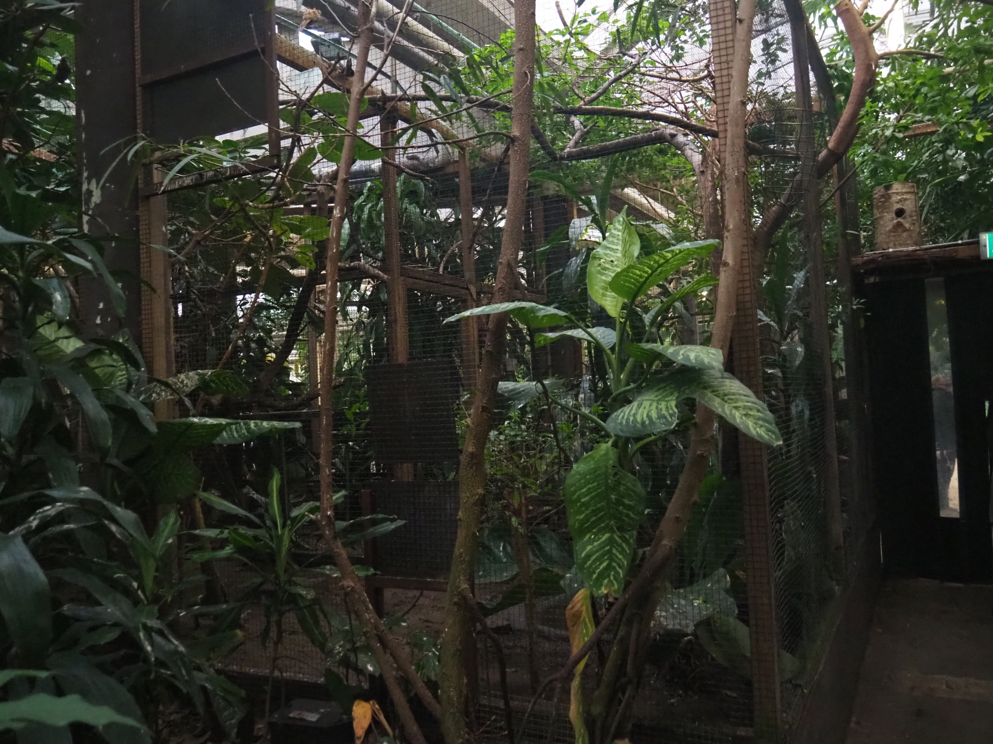 Bird separation aviary (Nov 10th, 2018)