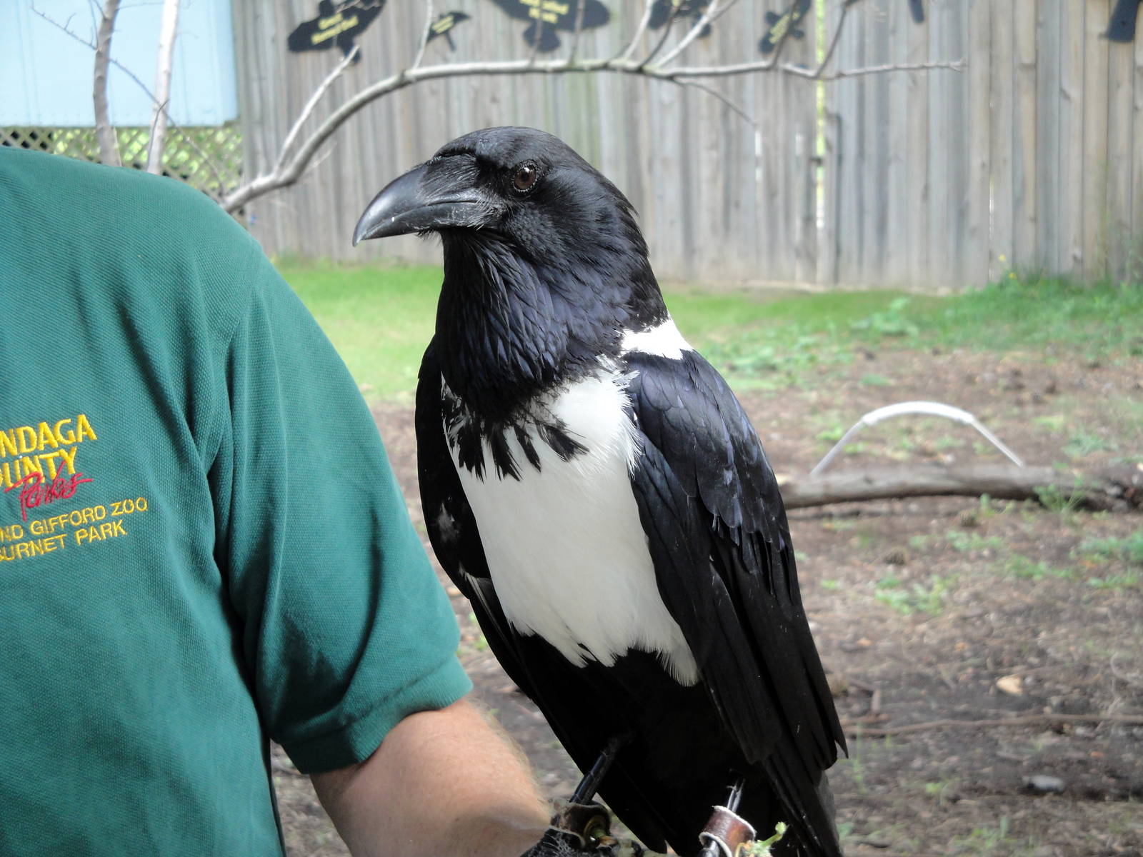 Bird Show - African Pied Crow