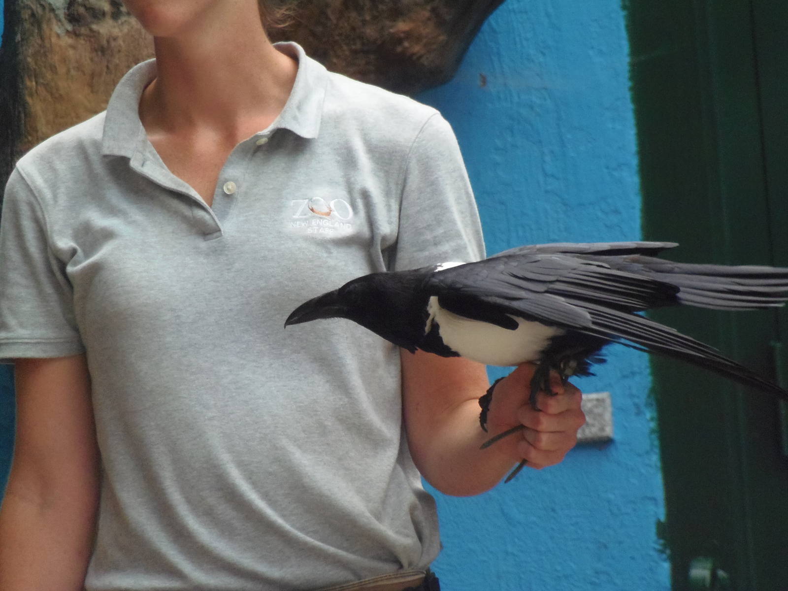 Bird Show- African Pied Crow