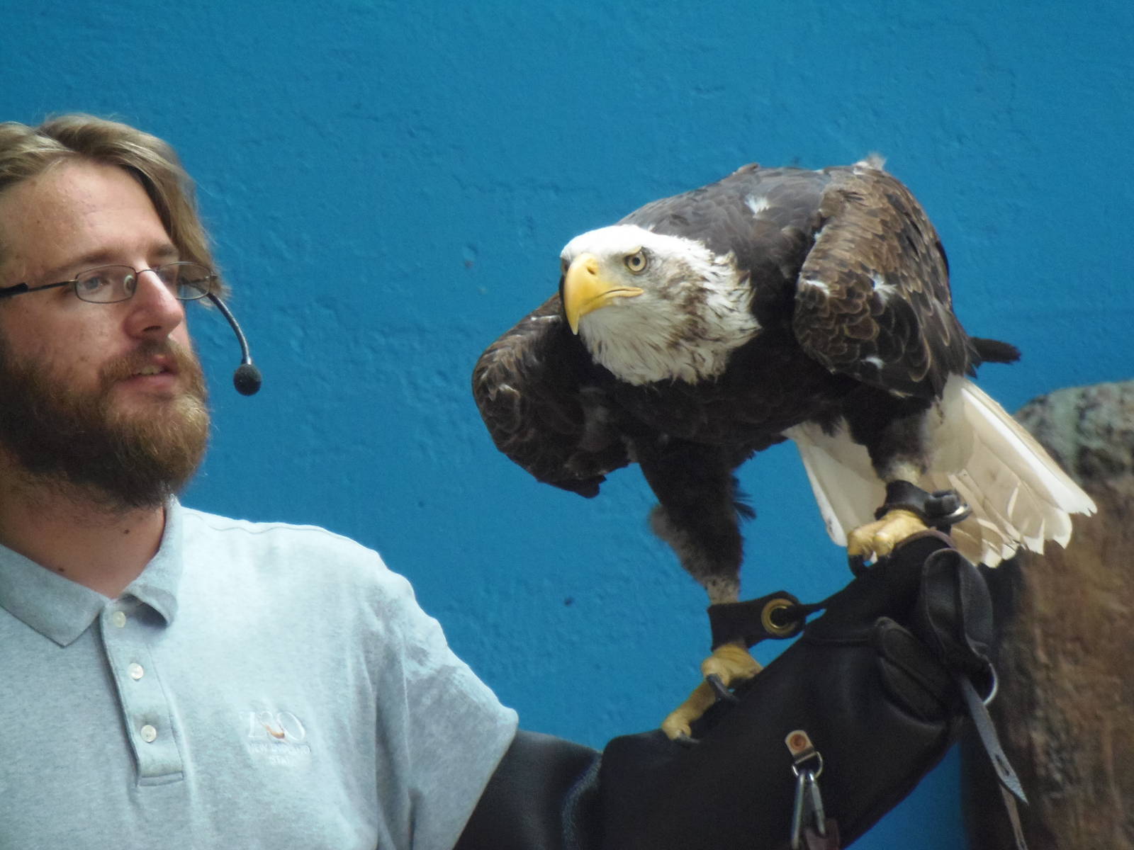 Bird Show- Bald Eagle