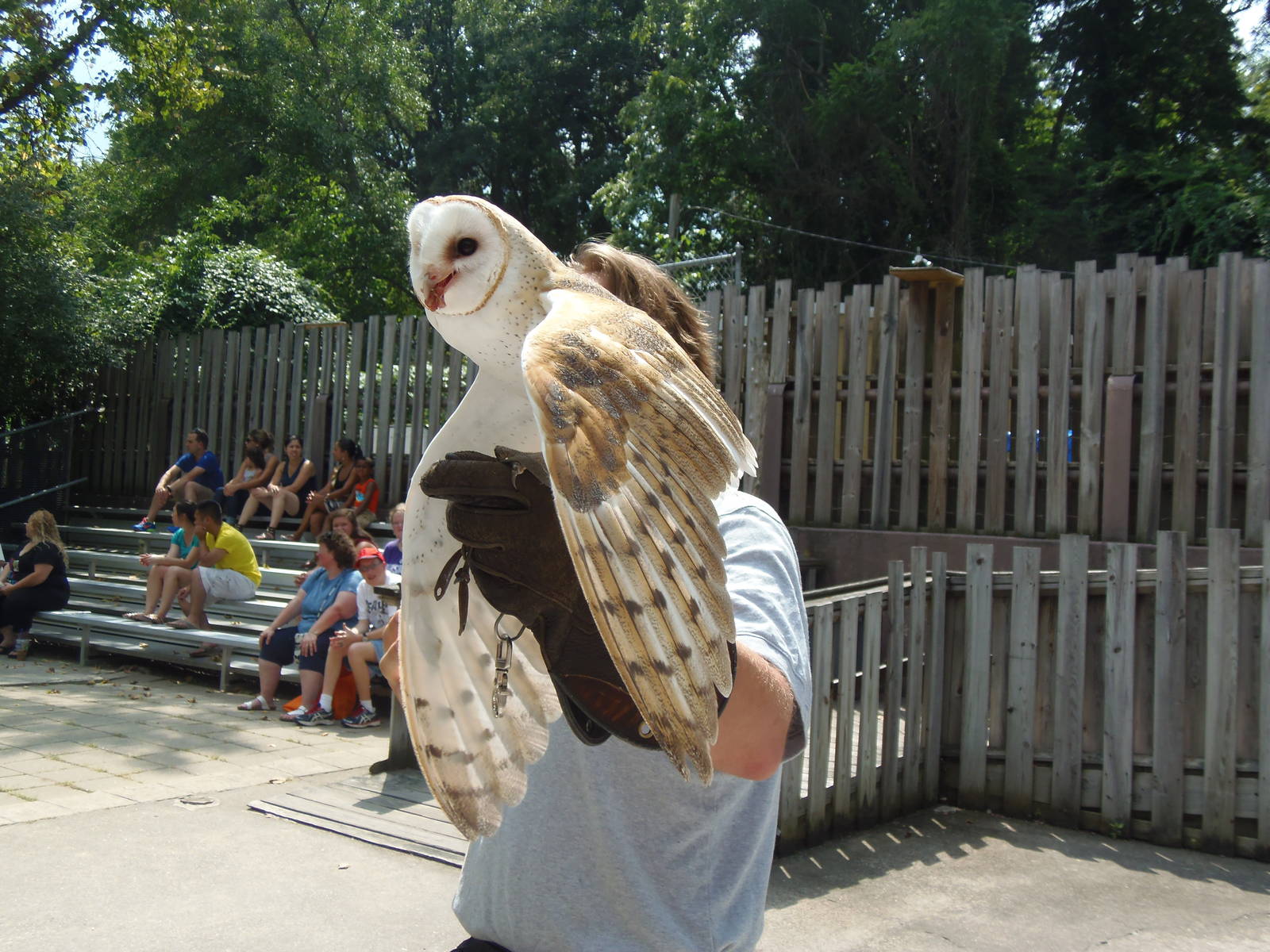 Bird Show- Barn Owl