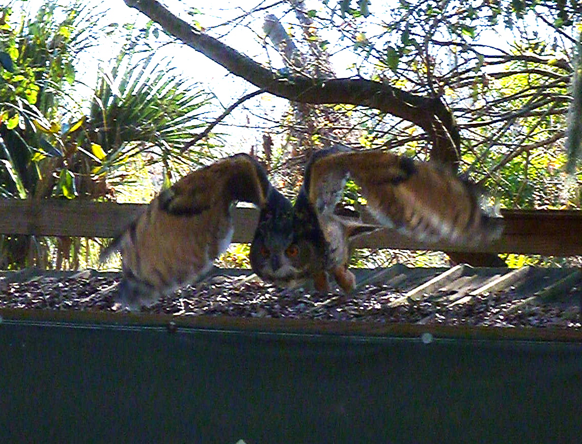 Bird Show - Eurasian Owl