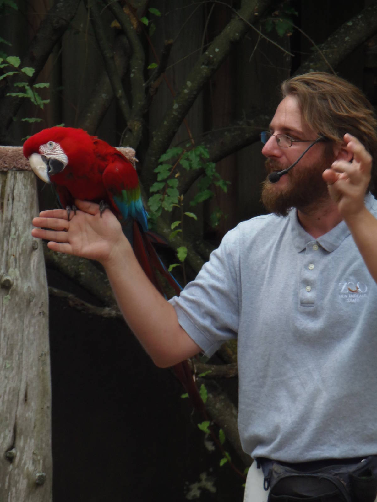 Bird Show- Green-Winged Macaw