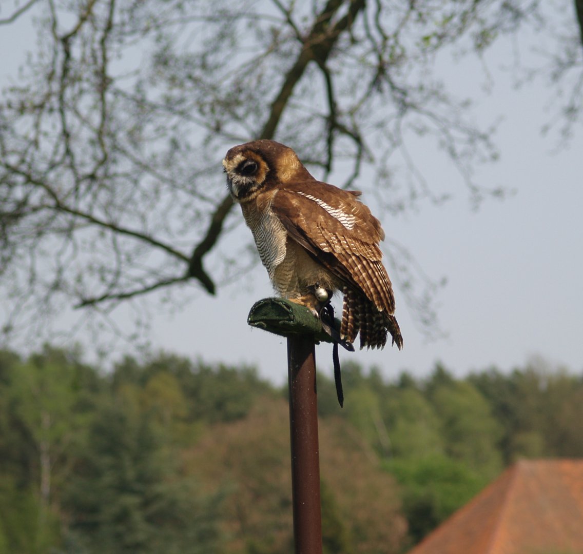 Bird show - Javan brown wood owl (Strix leptogrammica bartelsi), May 2006