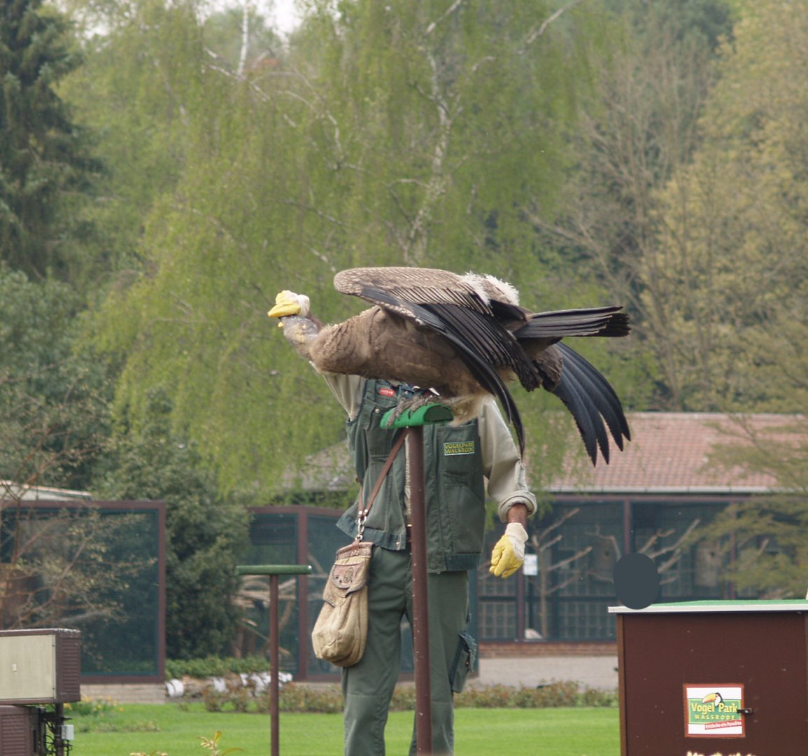 Bird show - Juvenile Andean condor (Vultur gryphus), May 2006