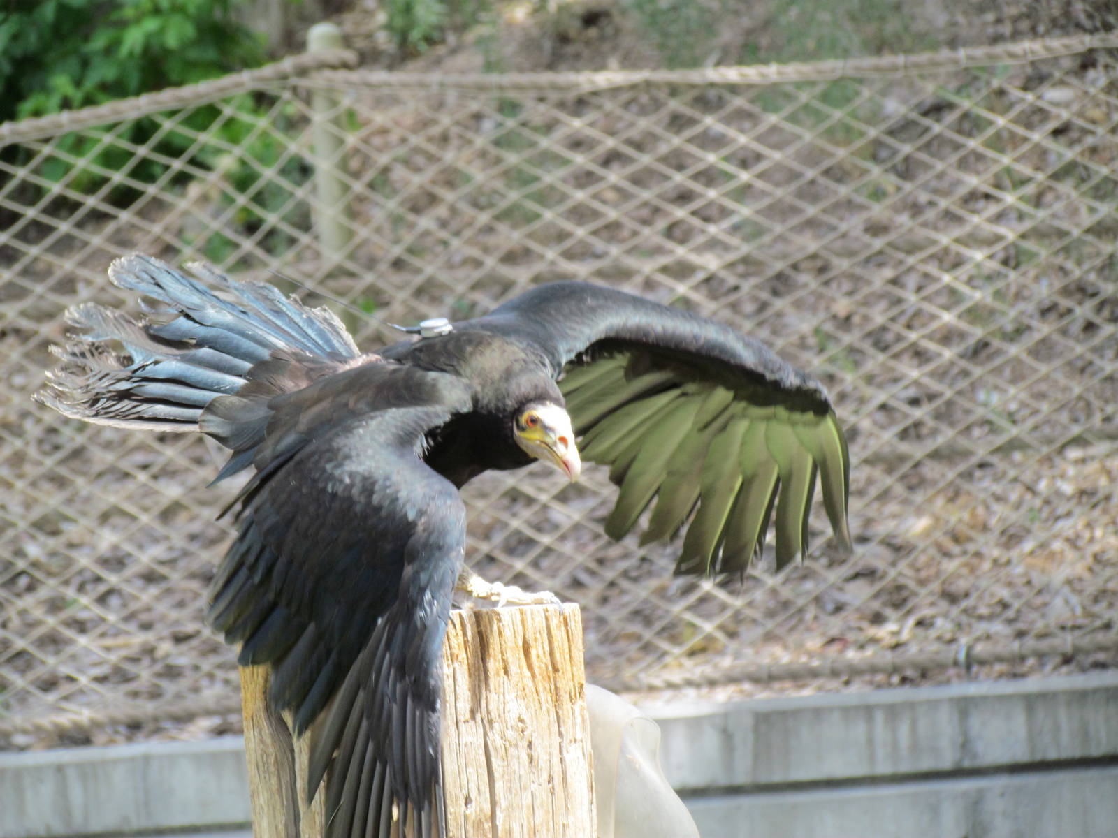 Bird Show - Lesser Yellow-headed Vulture