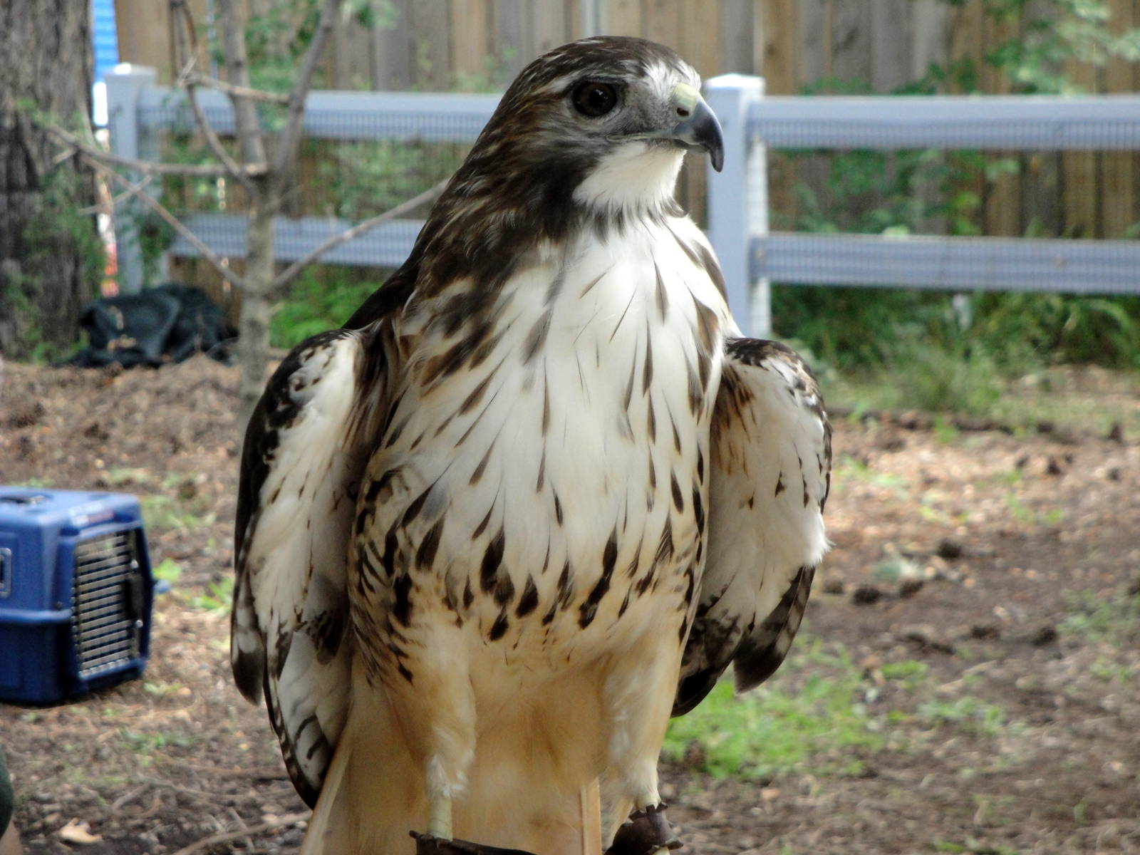 Bird Show - Red-tailed Hawk