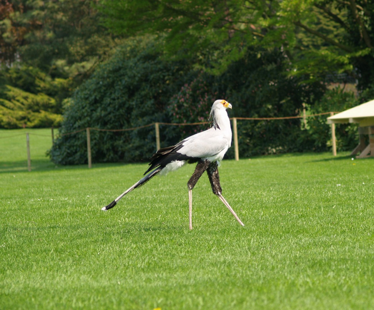 Bird show - Secretary bird (Sagittarius serpentarius) running, May 2006