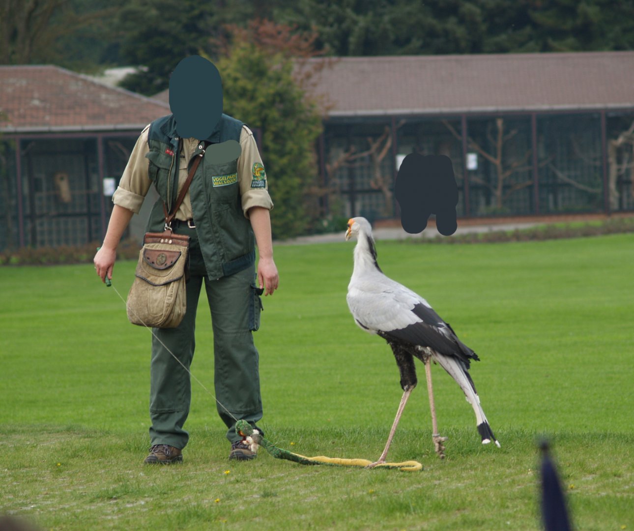 Bird show - Secretary bird (Sagittarius serpentarius) stomping fake snake, May 2006