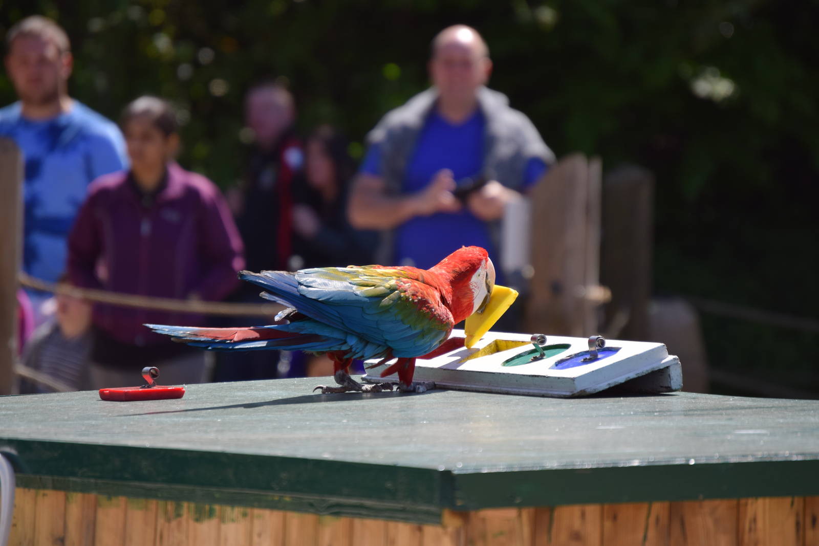 Bird show, shape sorting