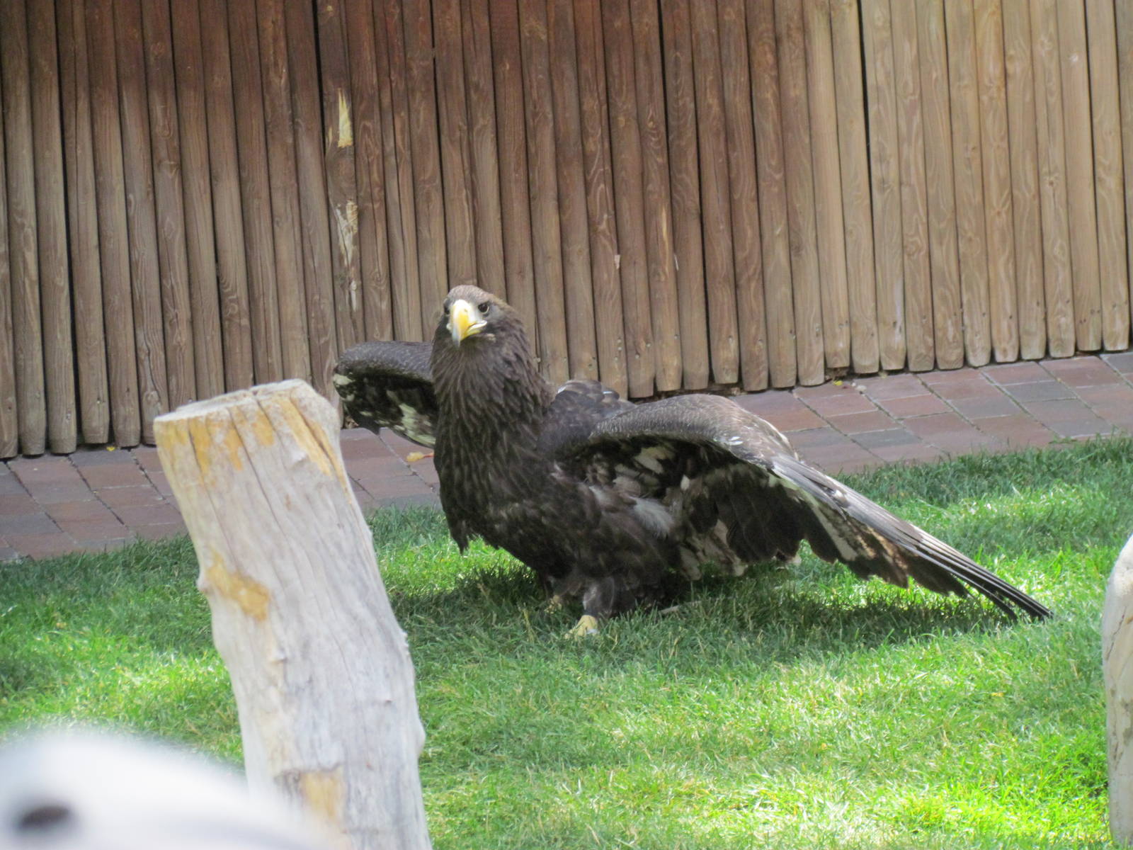 Bird Show - Stellers Sea Eagle