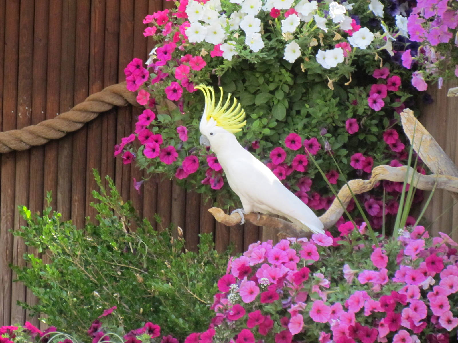 Bird Show - Sulfur-crested Cockatoo