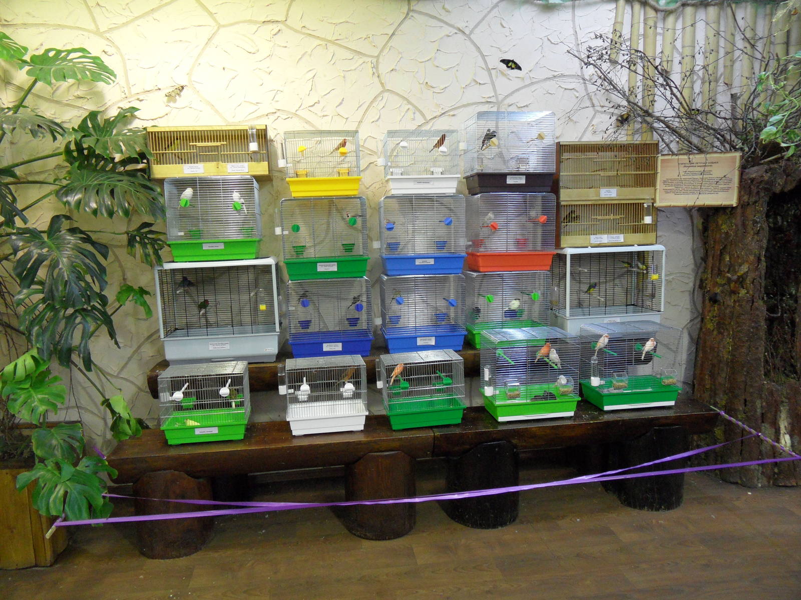 Bird show, summer 2012