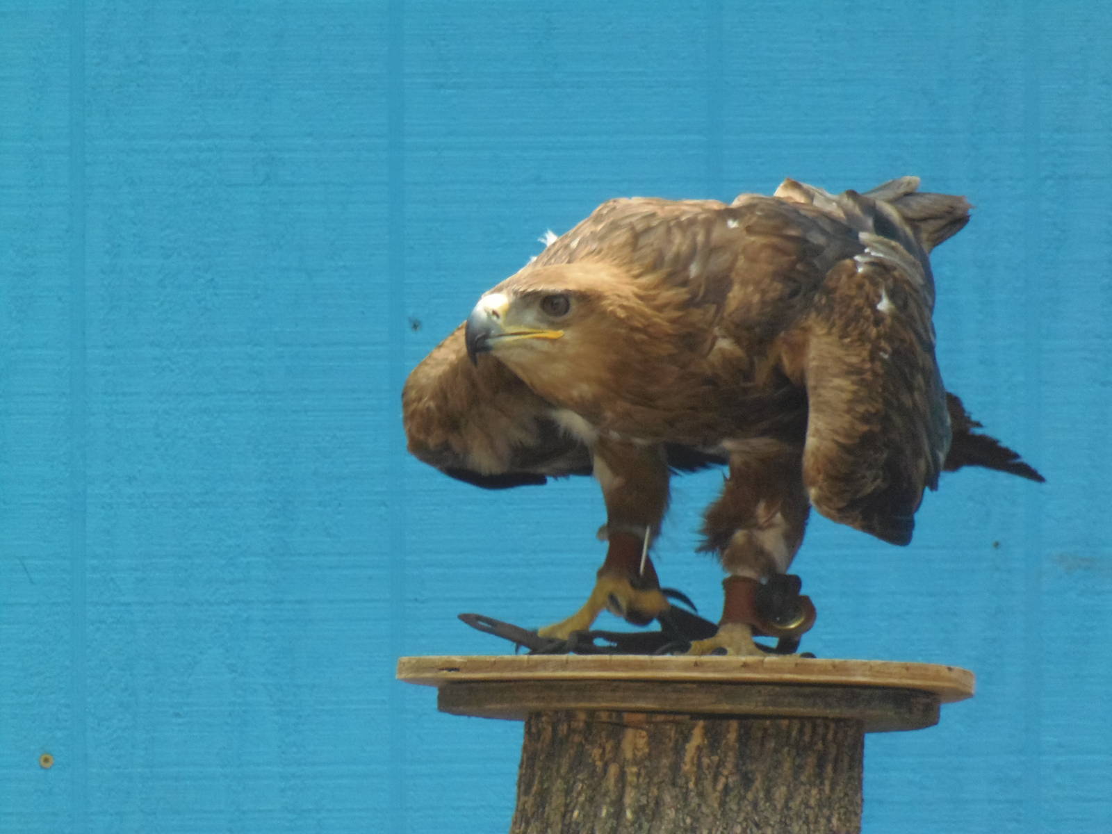 Bird Show- Tawny Eagle