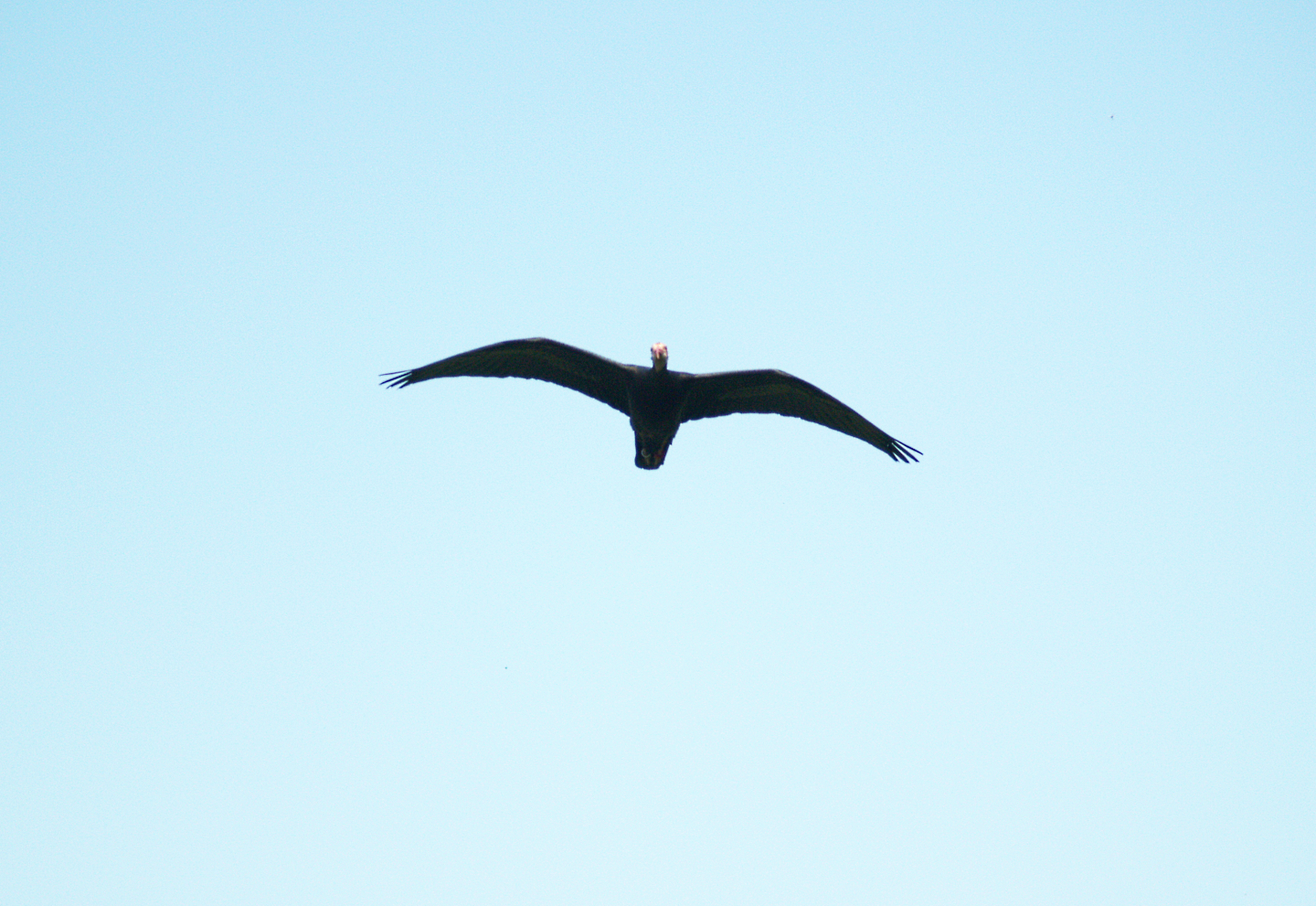 Bird show - Waldrapp (Geronticus eremita) in flight, May 2006.