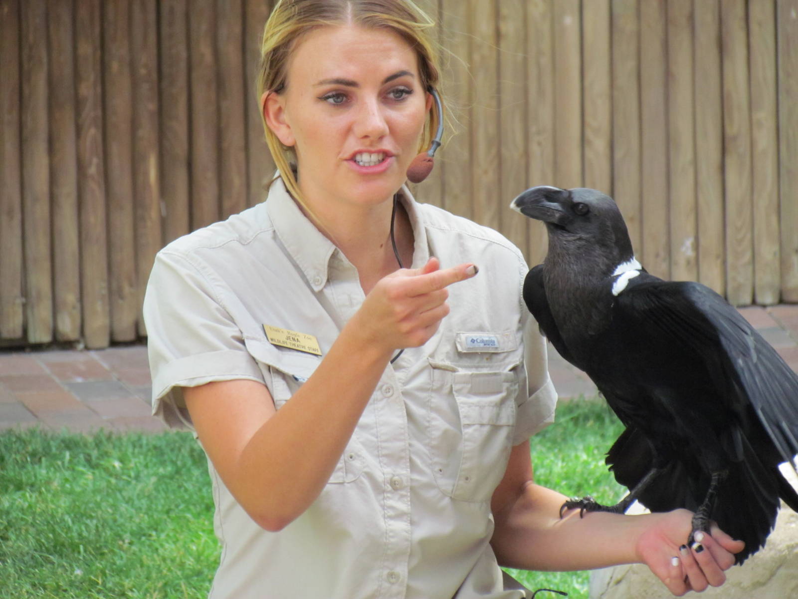 Bird Show - White-necked Raven