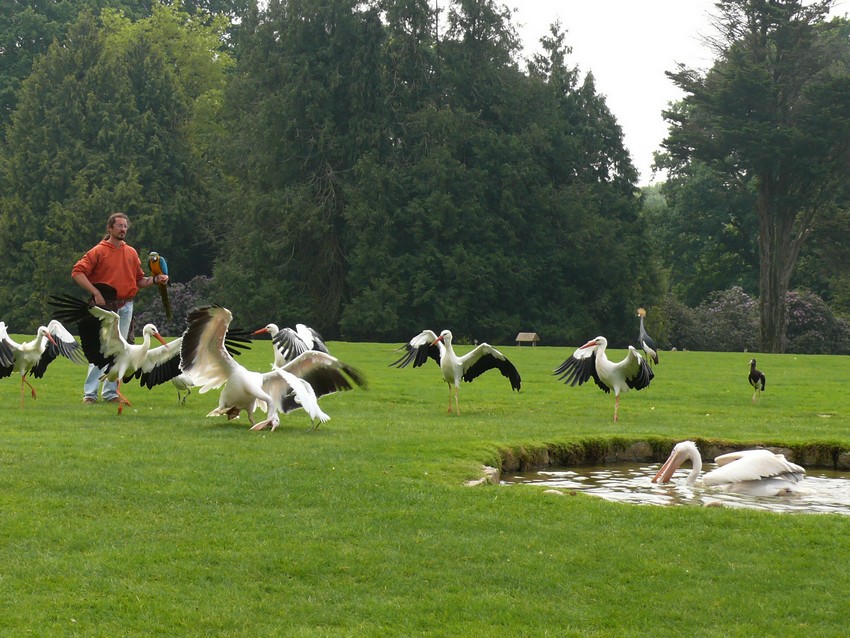 Bird show
