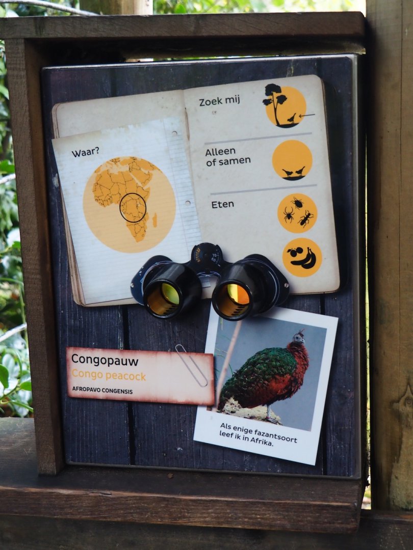 Bird sign Congo peafowl (Nov 10th, 2018)