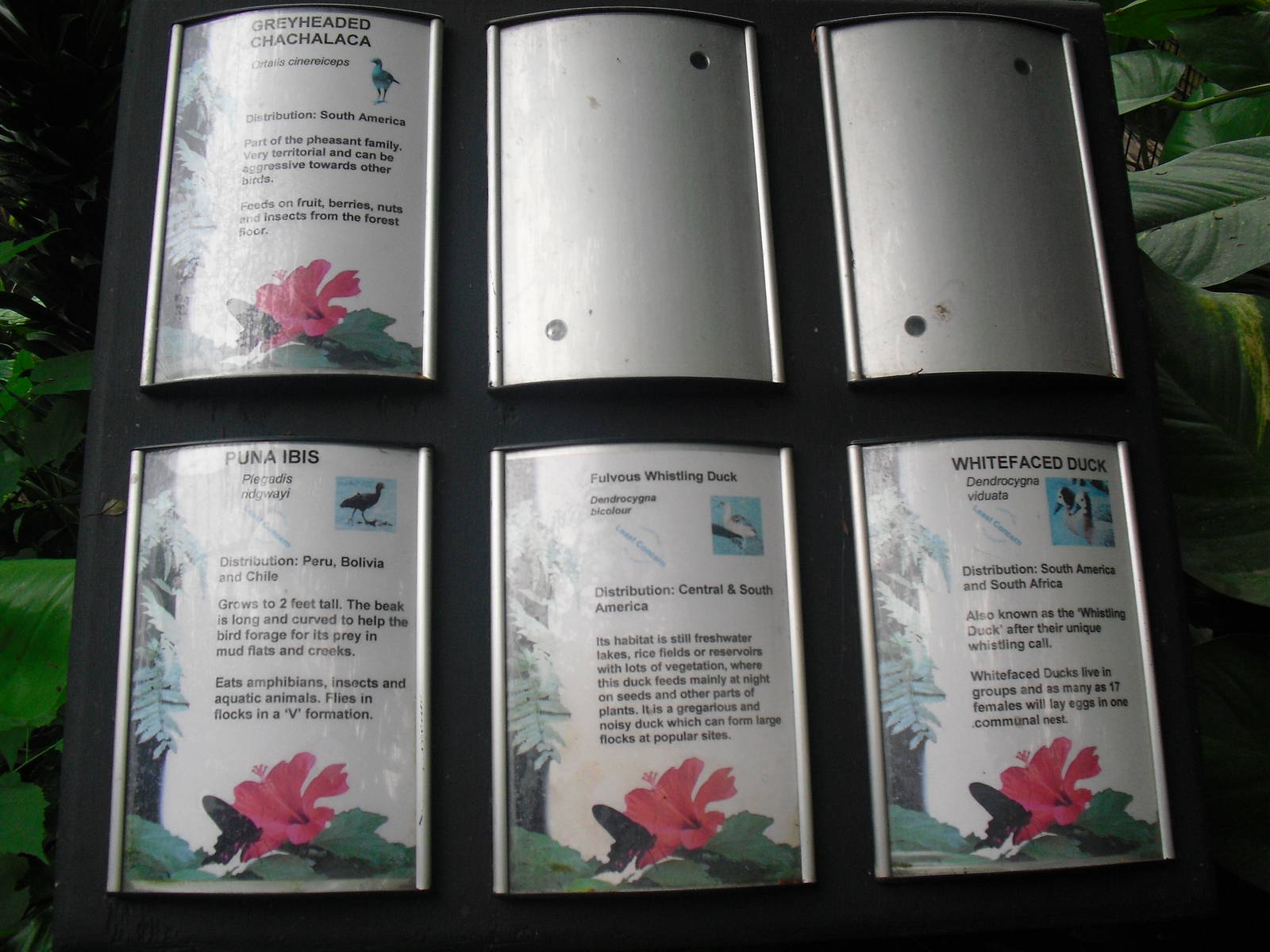 Bird Signage - 12/10/2011