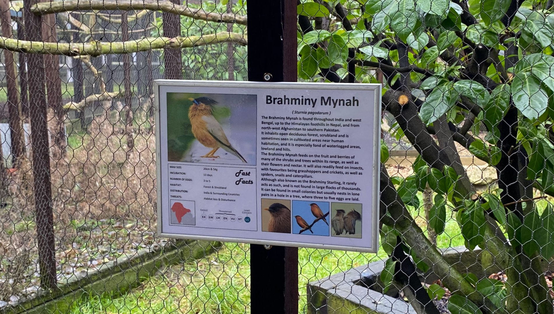 Bird Signage - Brahminy Mynah, Hamerton, UK