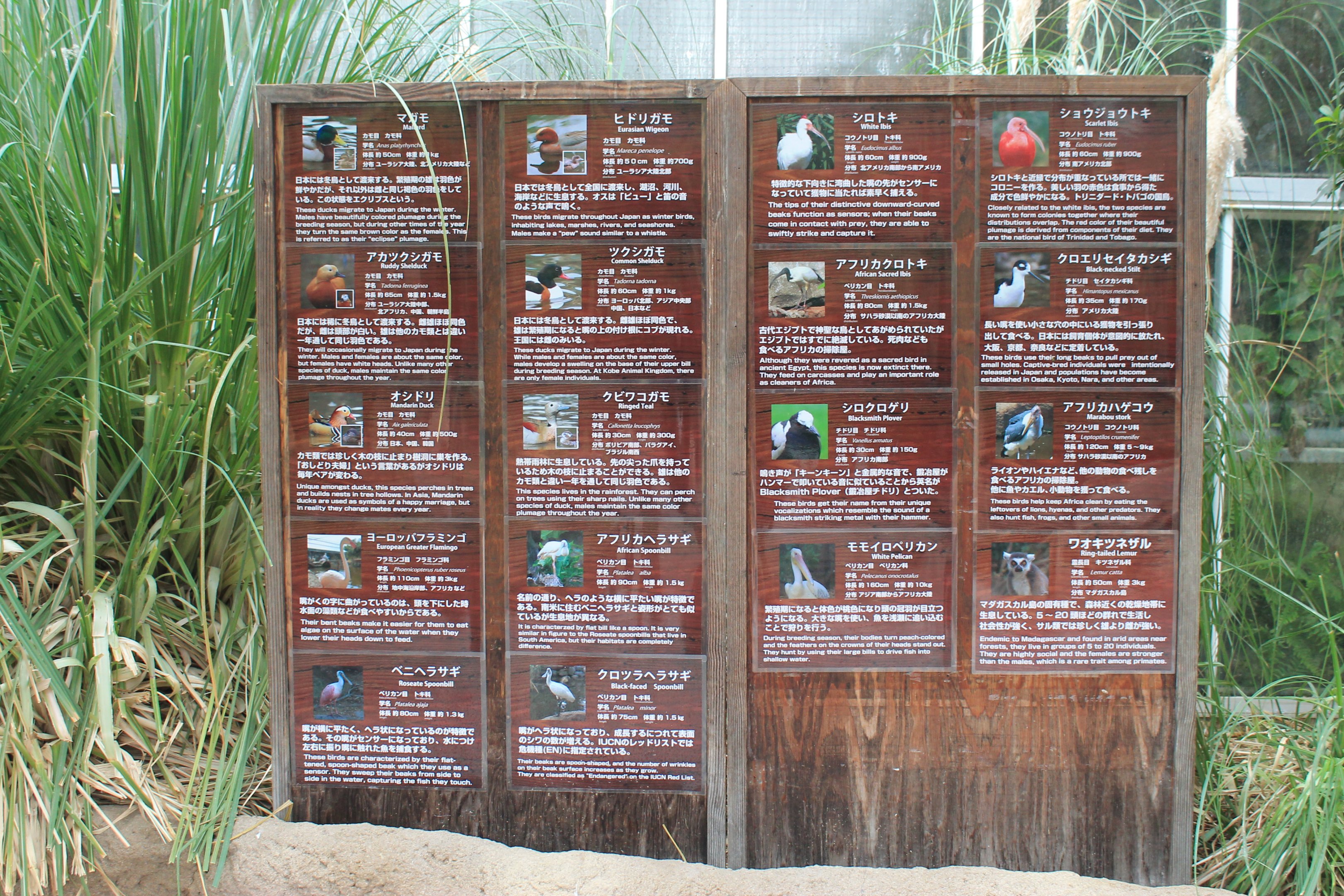 Bird signage for the African Wetland