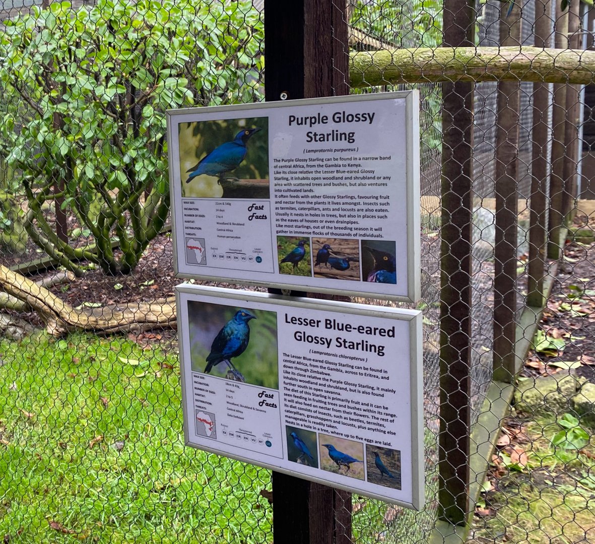 Bird Signage - Purple Glossy and Lesser Blue Eared Glossy Starlings, Hamerton, UK
