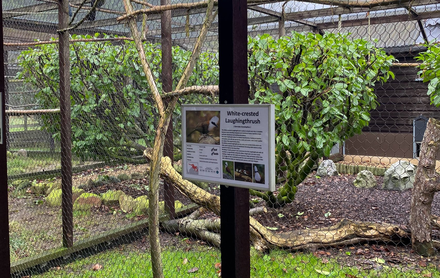 Bird Signage - White Crested Laughing Thrush, Hamerton, UK