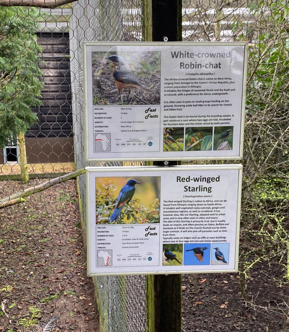 Bird signage - White Crowned Robin Chat and Red Winged Starling, Hamerton, UK