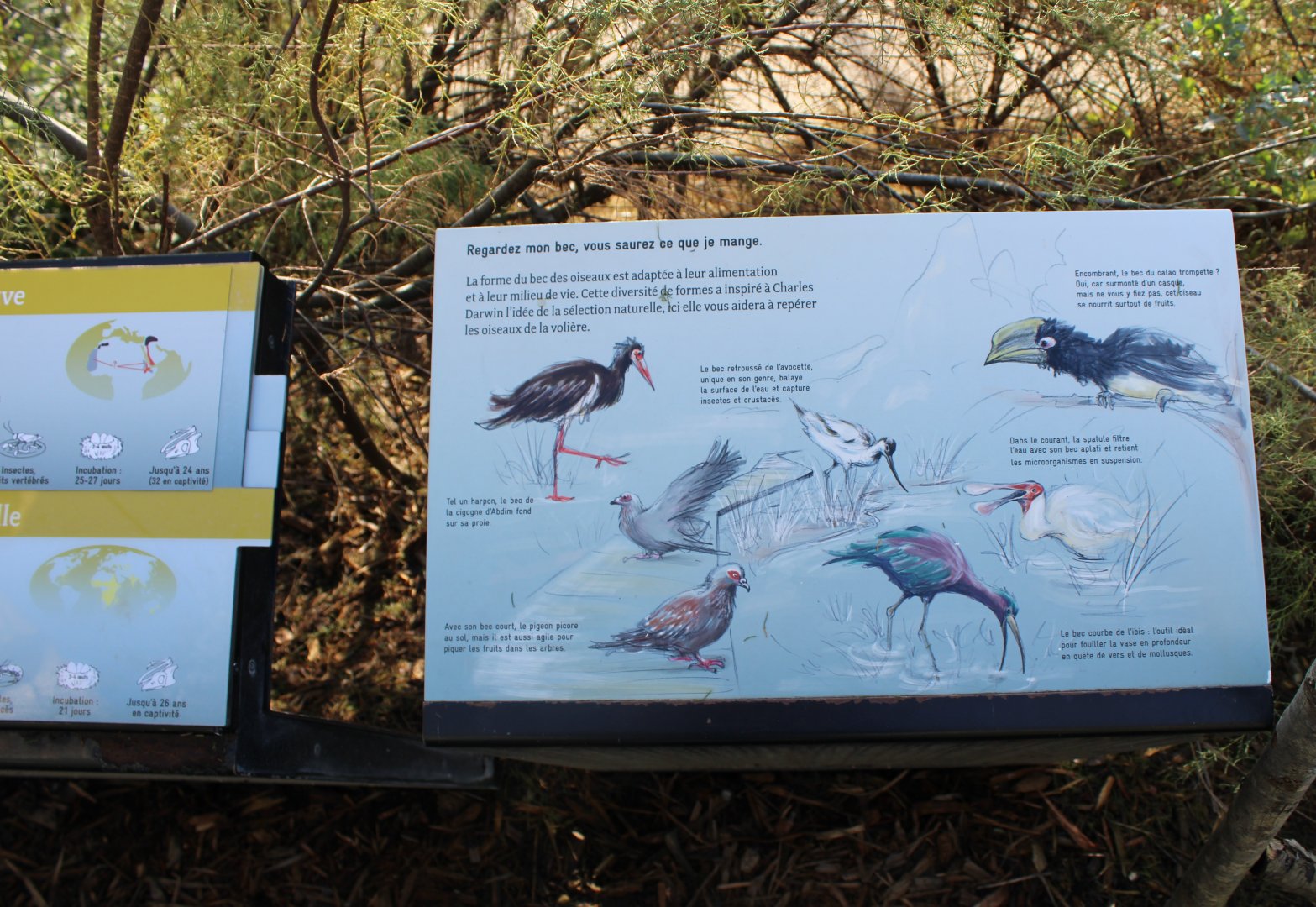 Bird-signs African walk-through aviary