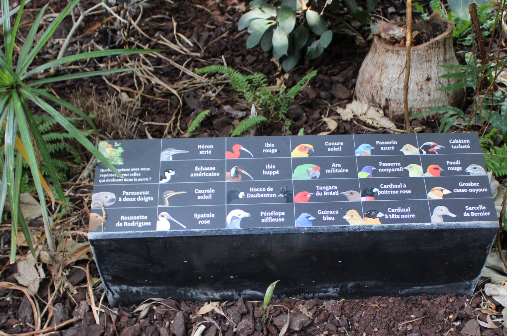 Bird-signs in the Tropical Hall