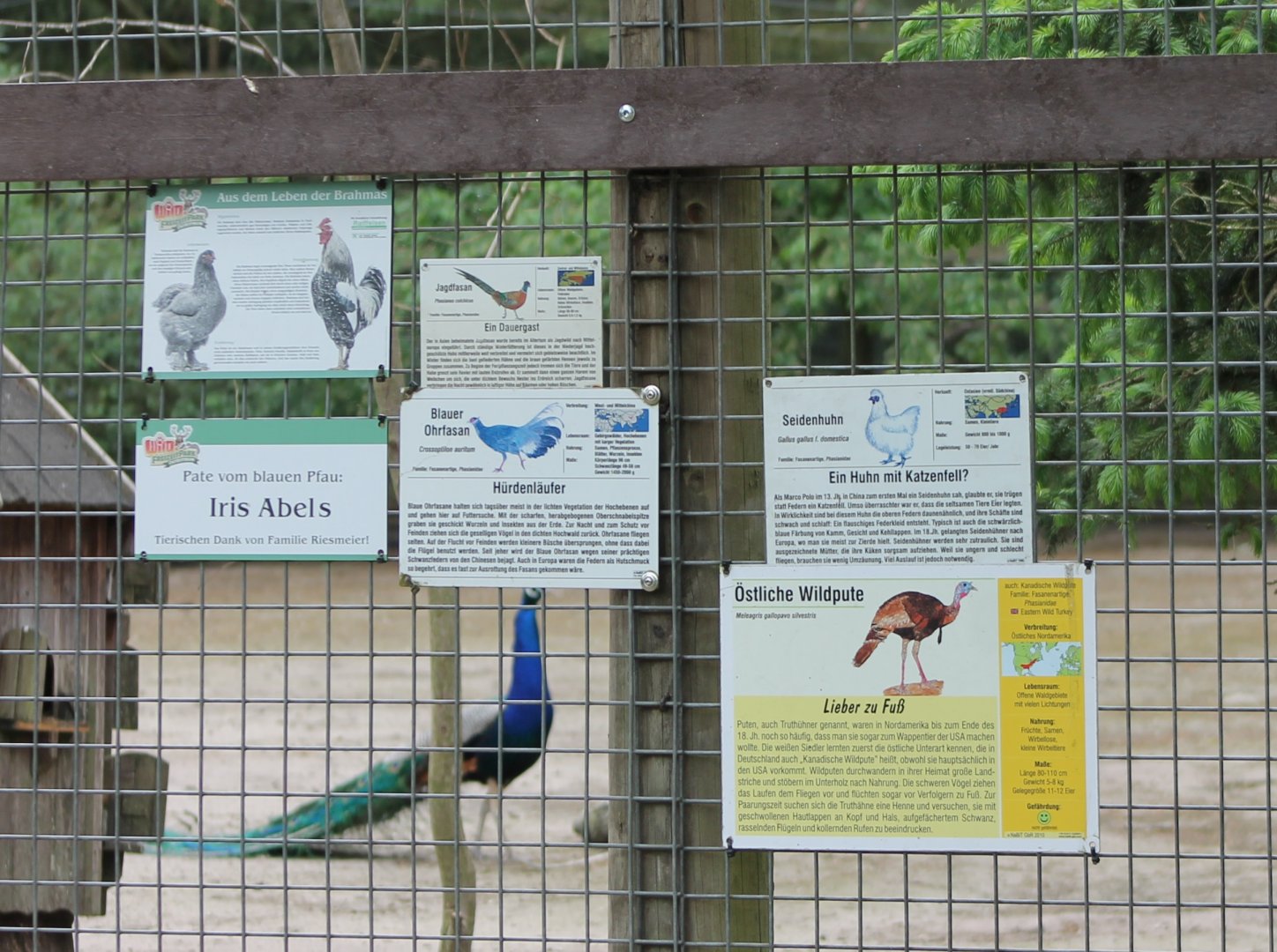 Bird-signs