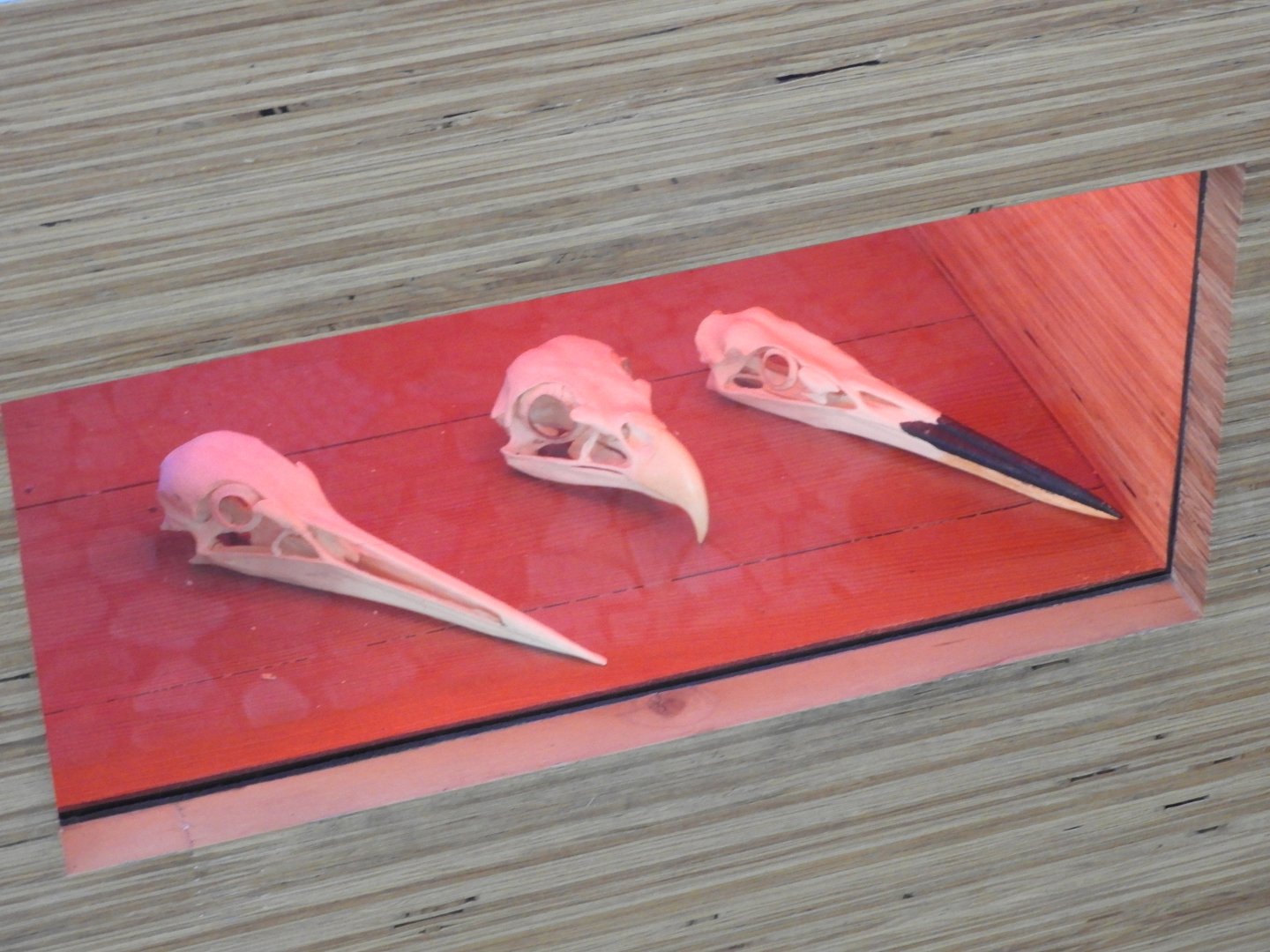 Bird Skull Display - Great Lakes Future - Reiman Aquarium