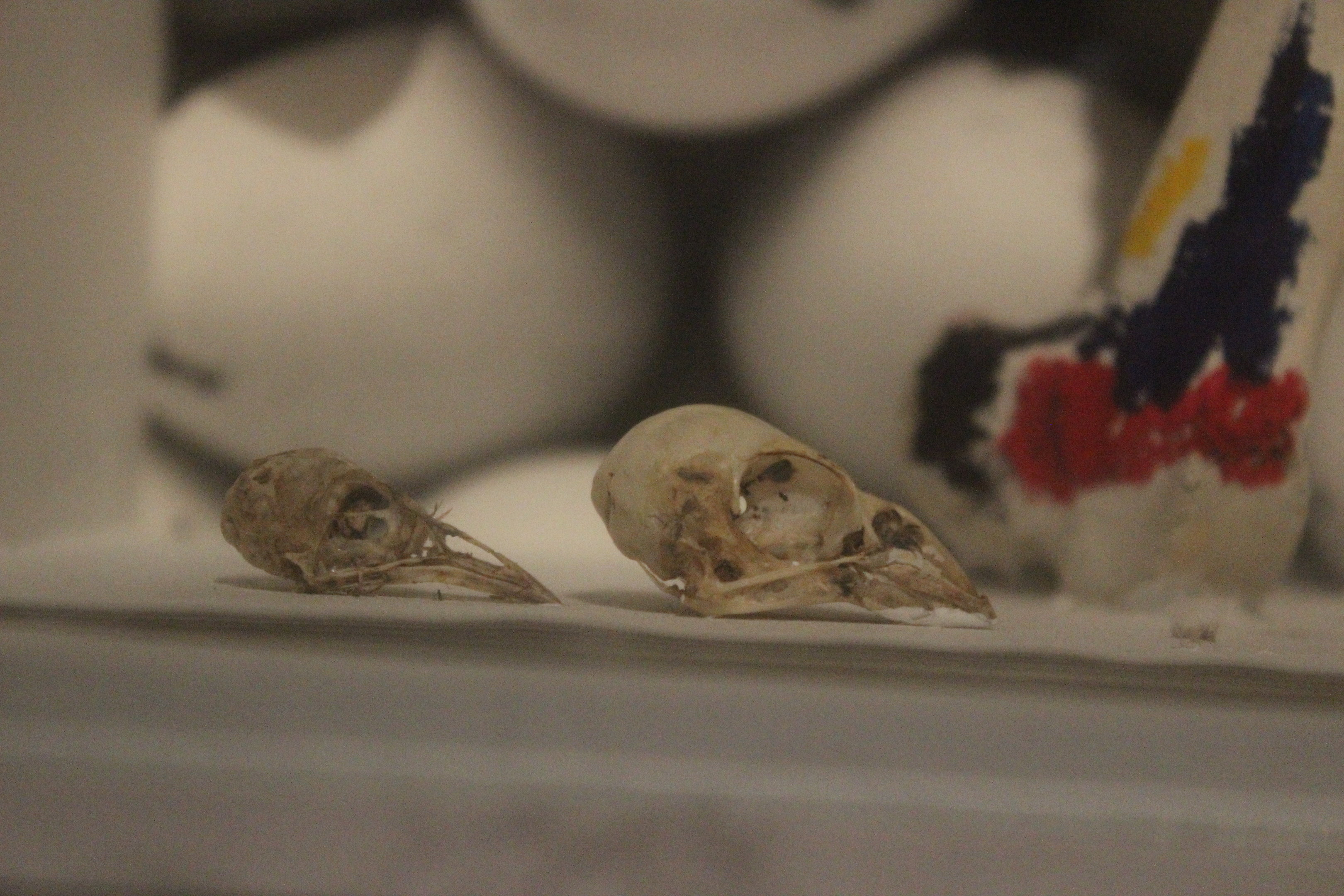 Bird skulls, The Dowse Art Museum