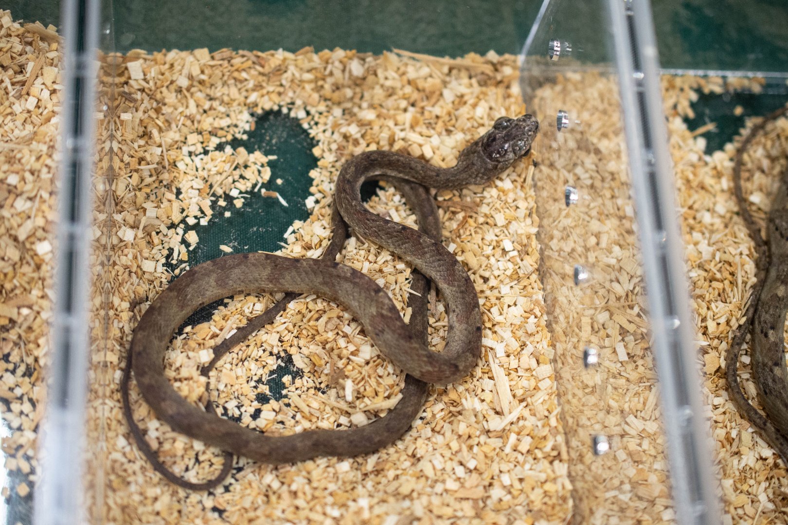 Bird Snake- Phrynonax poecilonotus