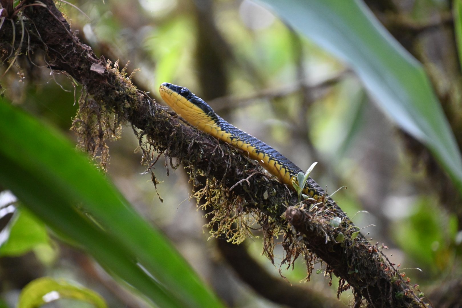Bird snake (Phrynonax poecilonotus)