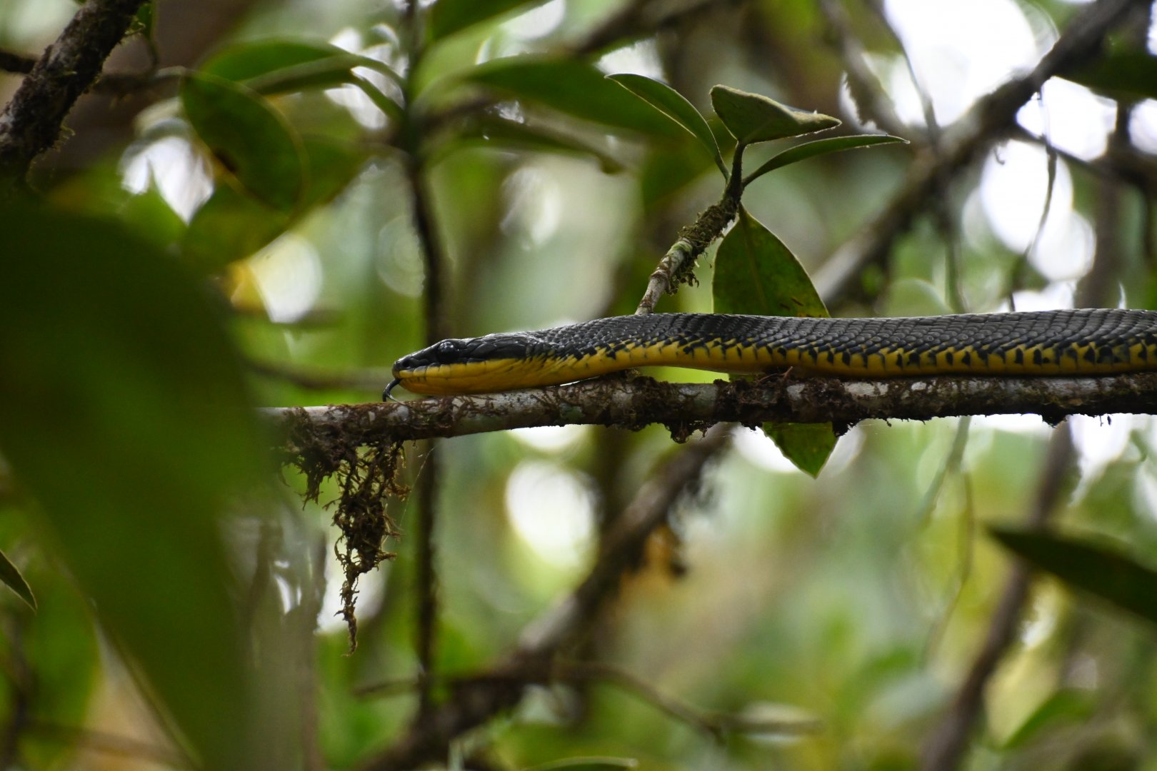 Bird snake (Phrynonax poecilonotus)