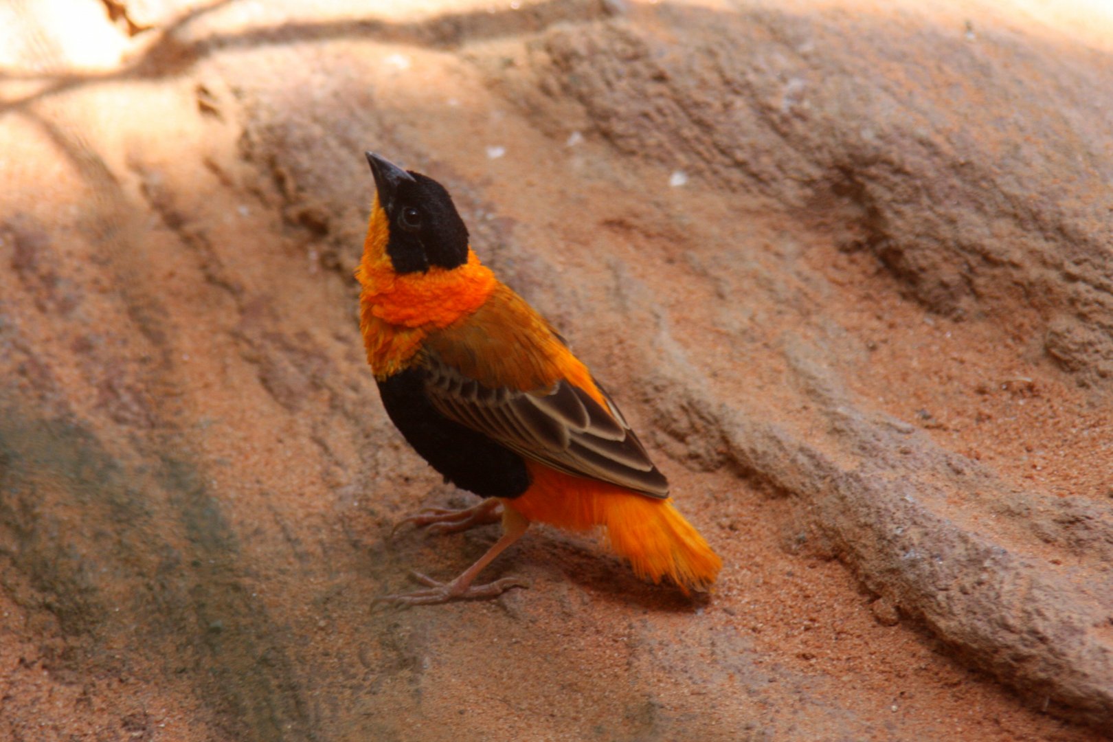 bird species id? 2013