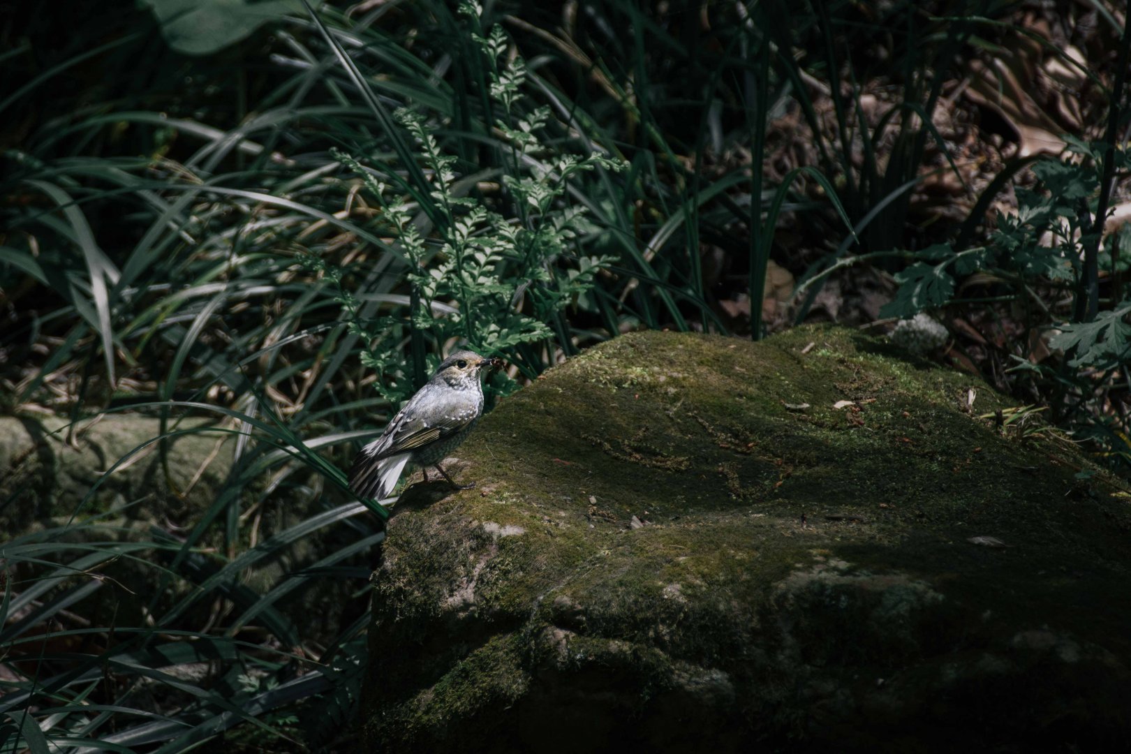 Bird Species ID? Zhangjiajie National Forest Park, Hunan