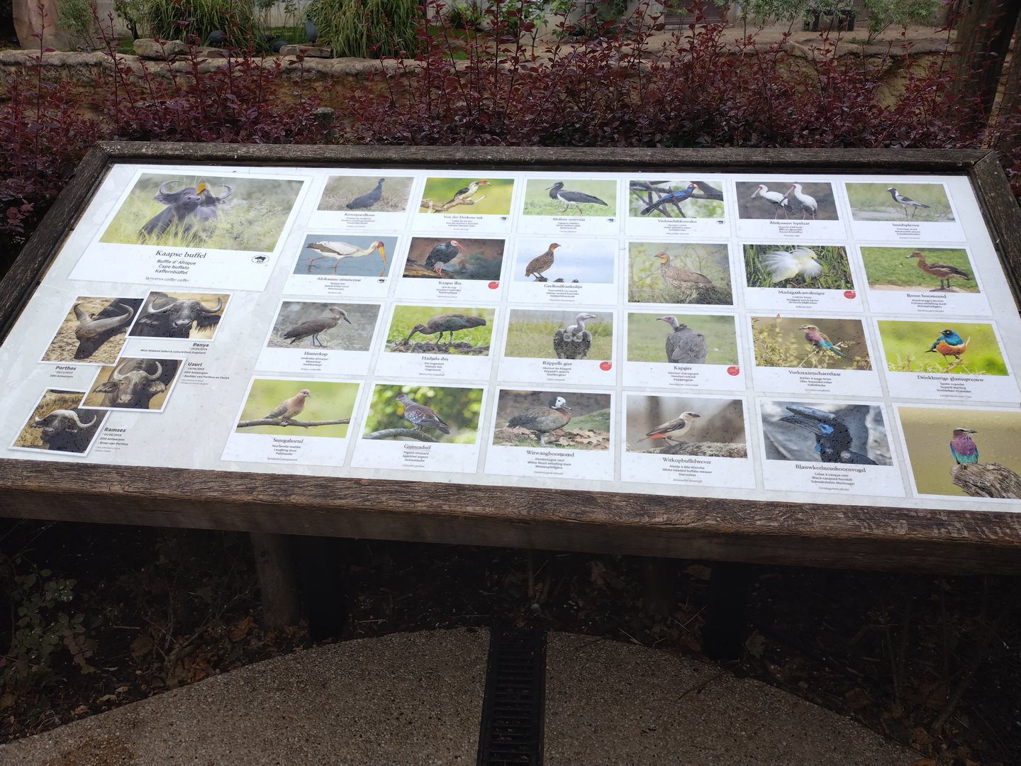 Bird species of the buffalo enclosure