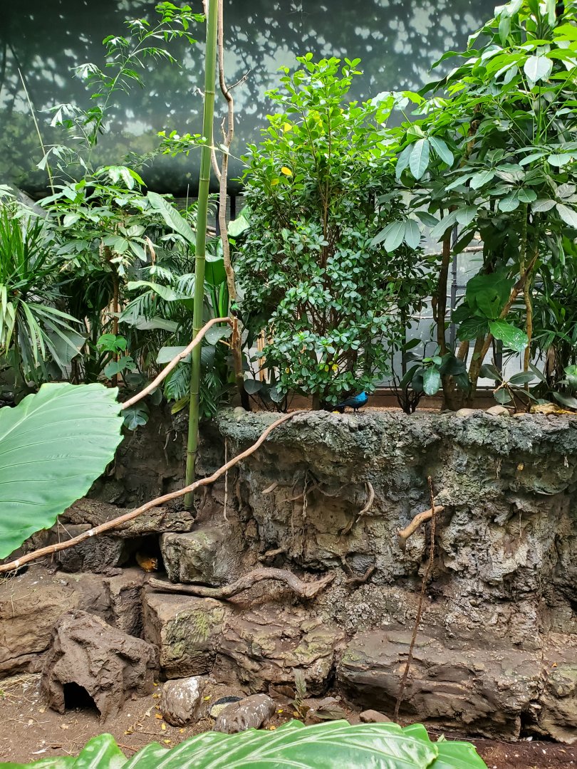 (Bird Species?) Tropic Zone - August 2021