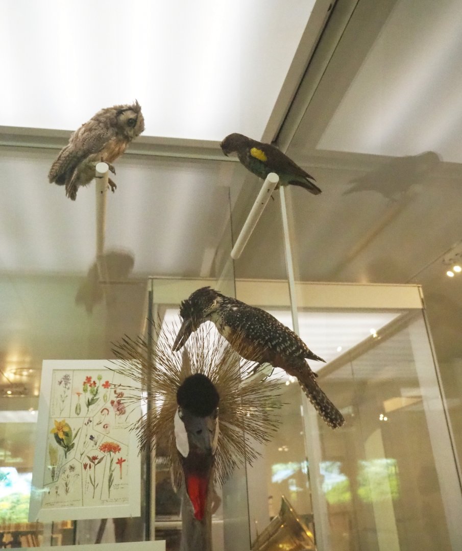 Bird specimens from Katanga, Congo, 2021-10-20