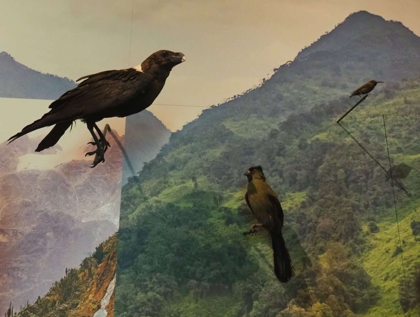 Bird specimens in the Albertine Rift montane habitats display, 2021-10-20
