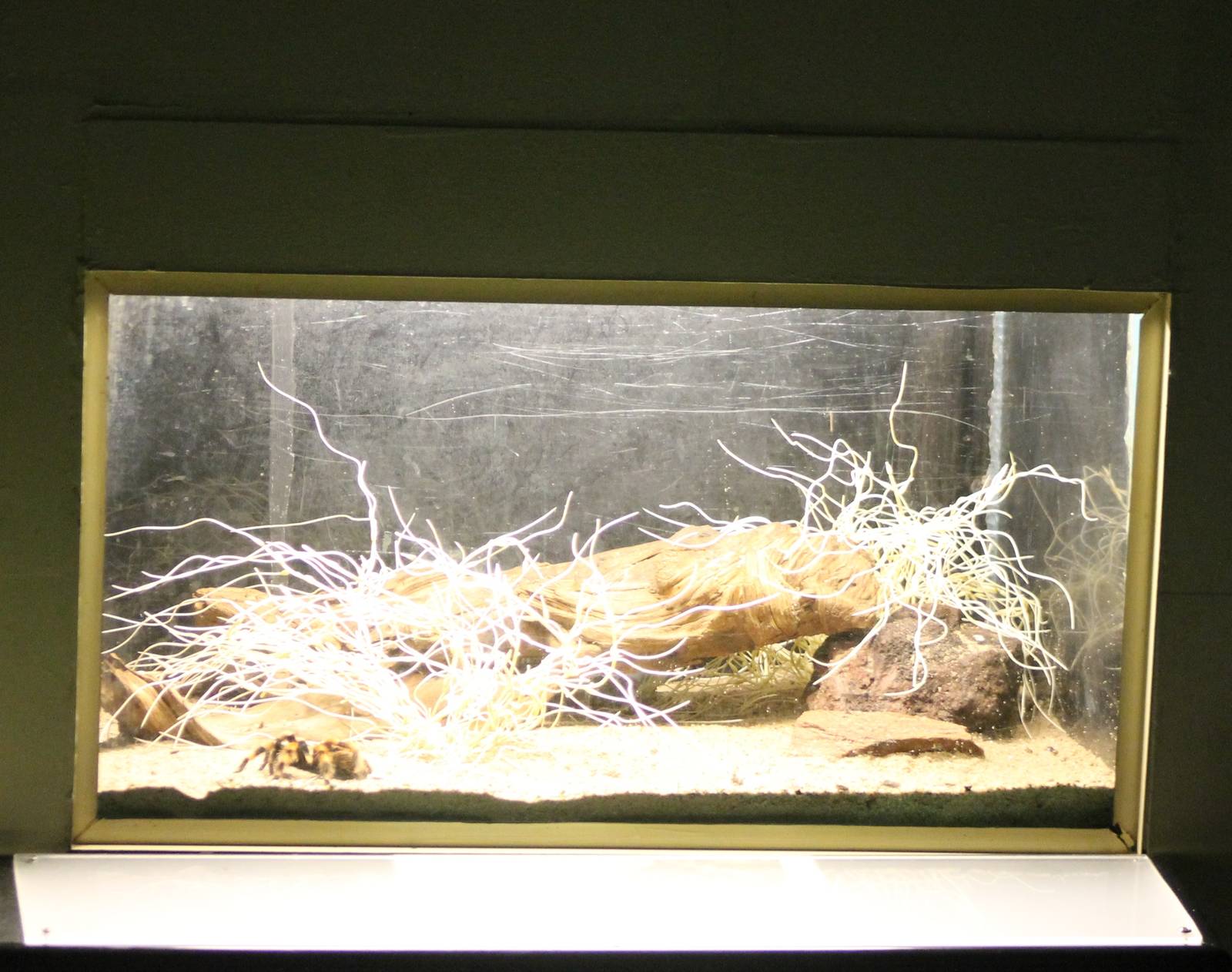 Bird spider enclosure