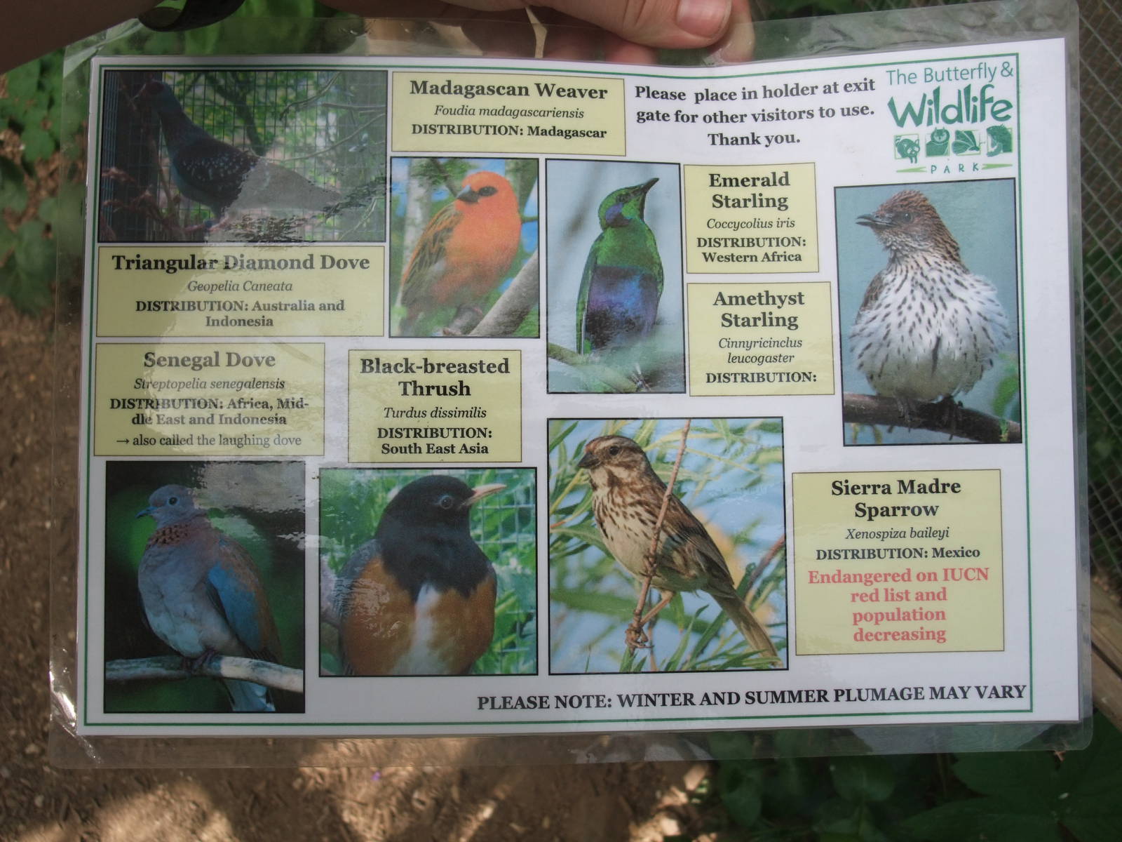 Bird Spotting Guide at Long Sutton 25/04/11