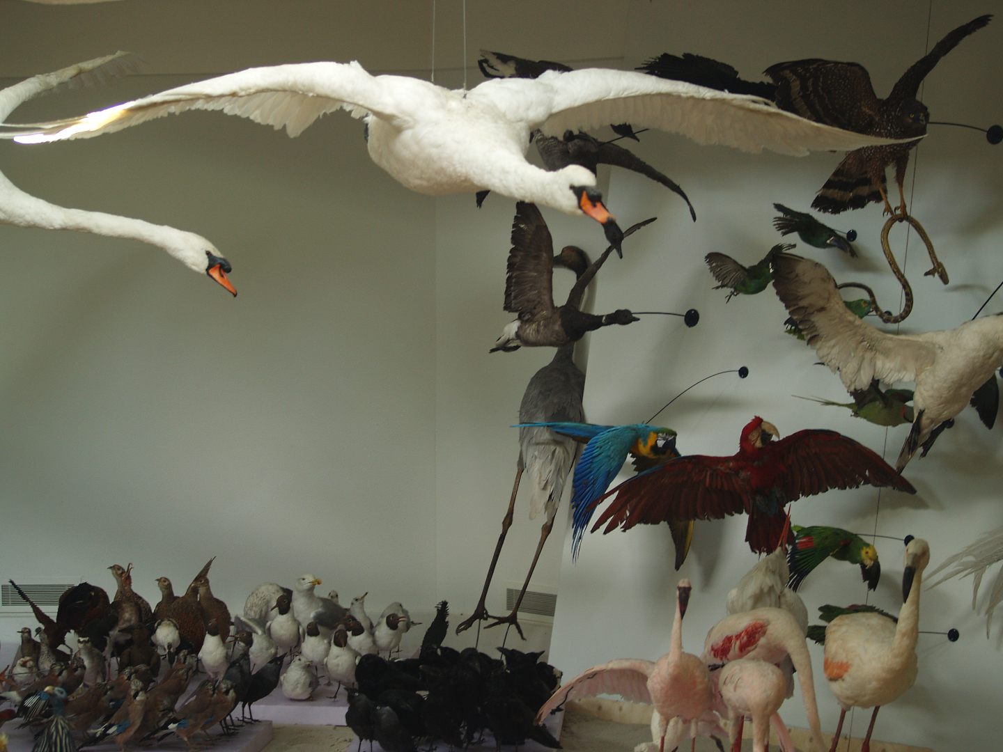 Bird taxidermy specimens in the museum part of the African house, 2006-07-08